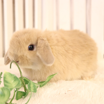 animal_image