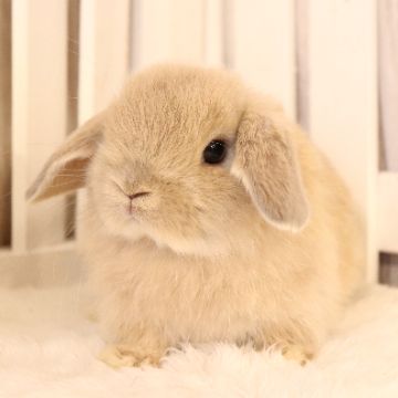 animal_image
