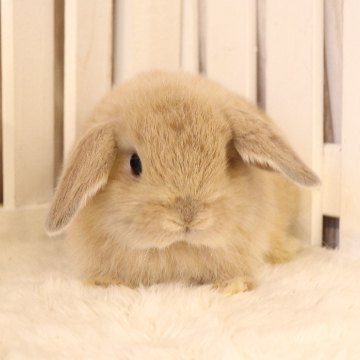 animal_image