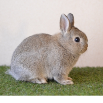 animal_image