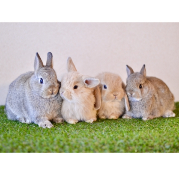 animal_image