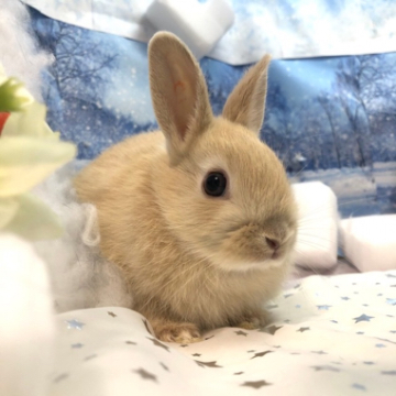 animal_image