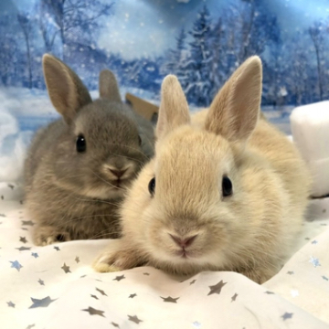animal_image