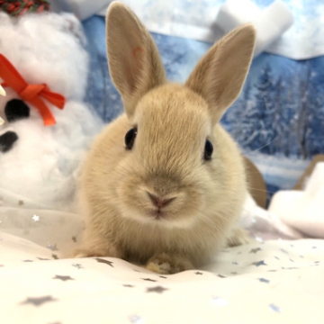 animal_image