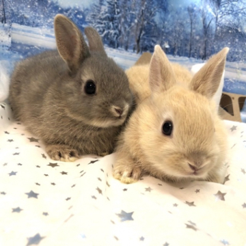 animal_image