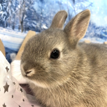animal_image