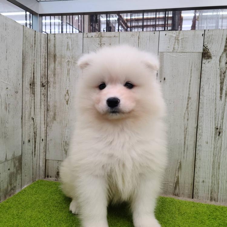 Proshop Dog Cat Murakawaのサモエドkの詳細 ハローべいびぃ
