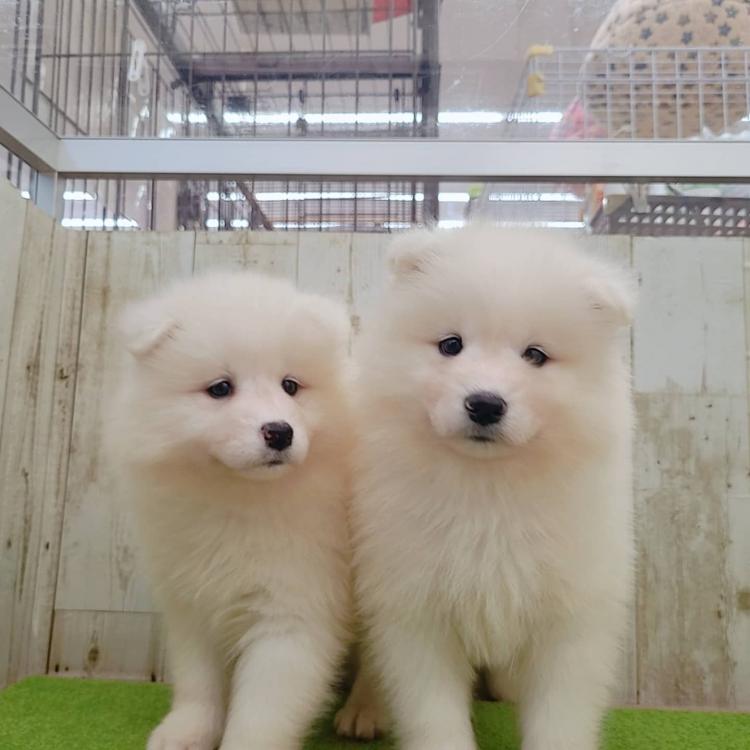 Proshop Dog Cat Murakawaのサモエドの詳細 ハローべいびぃ Proshop Dog Cat Murakawaのサモエドの詳細 ハローべいびぃ