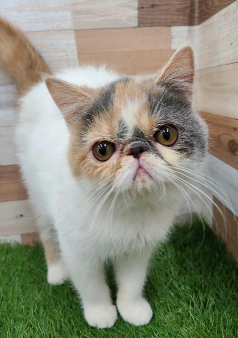 animal_image