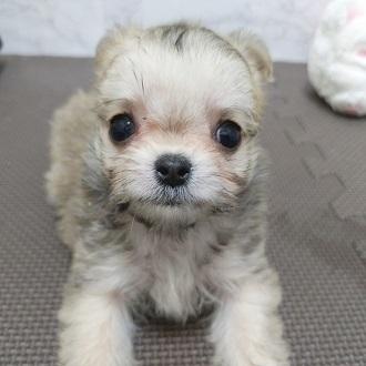 animal_image