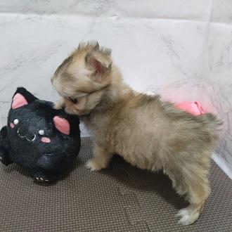 animal_image