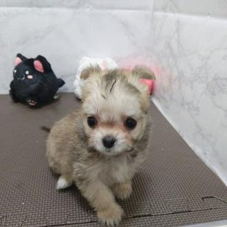 animal_image