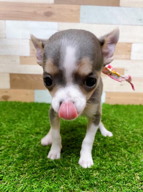 animal_image