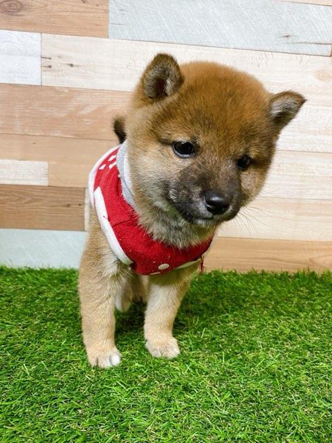 animal_image