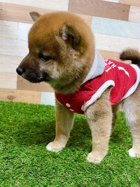 animal_image