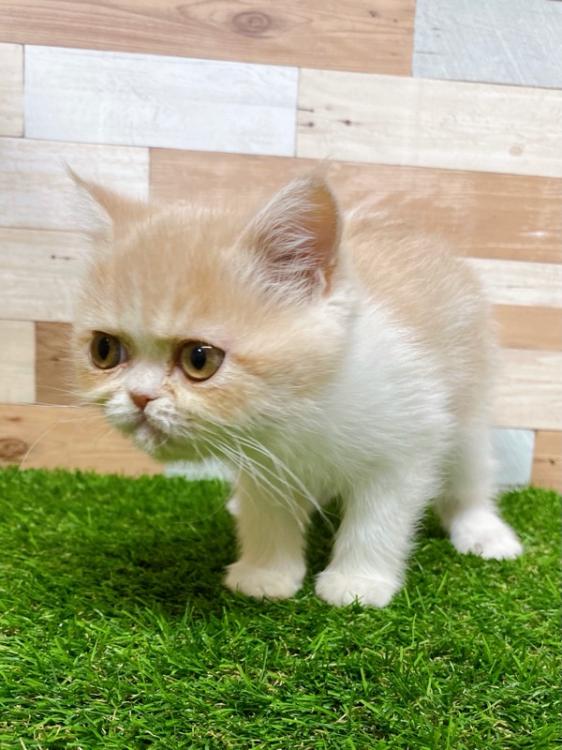 animal_image