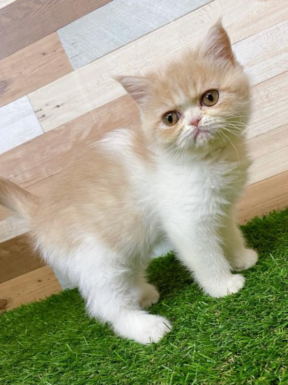 animal_image