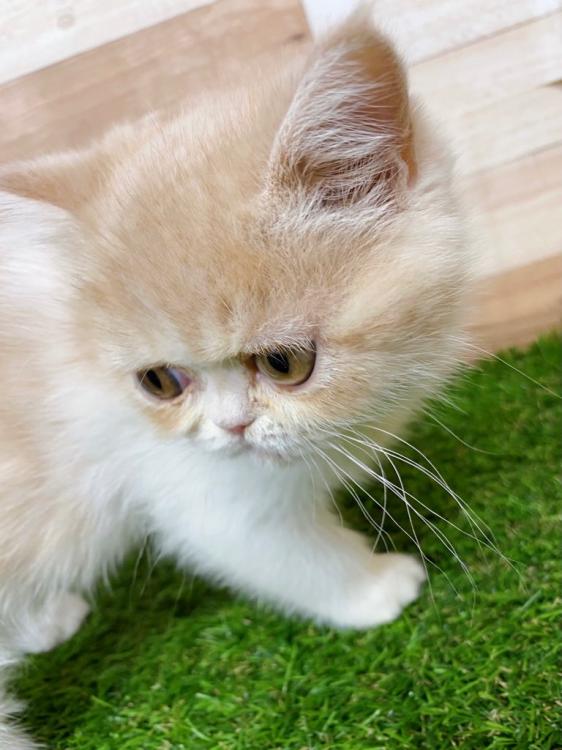 animal_image