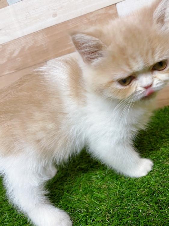 animal_image