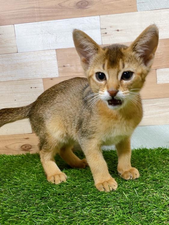 animal_image