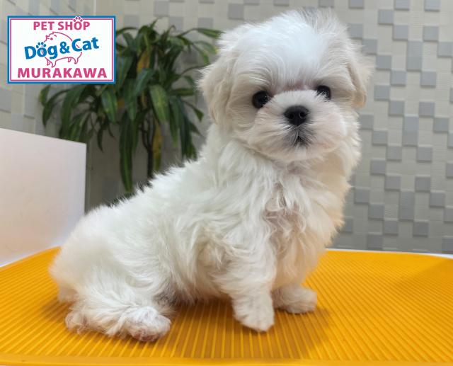 animal_image
