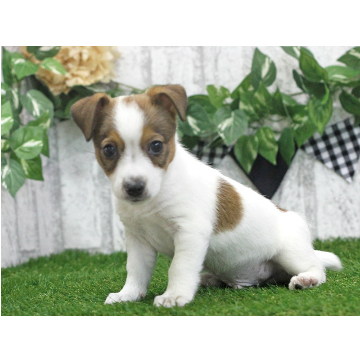 animal_image