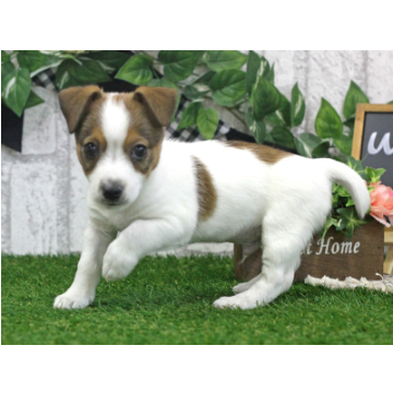 animal_image