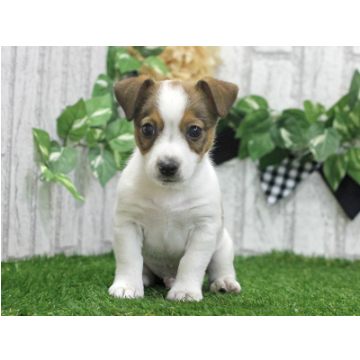 animal_image