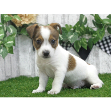 animal_image