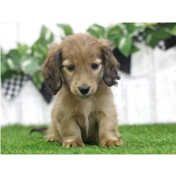 animal_image