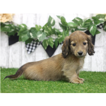 animal_image