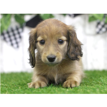 animal_image