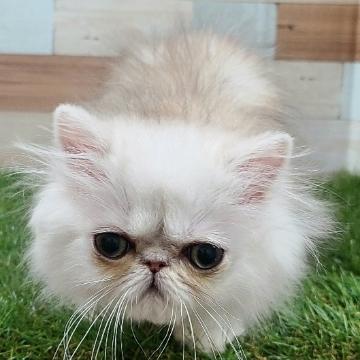 animal_image