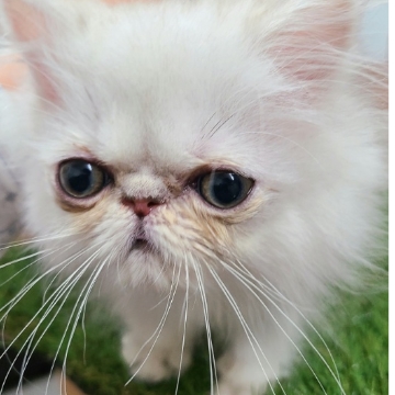 animal_image