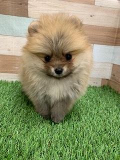 animal_image