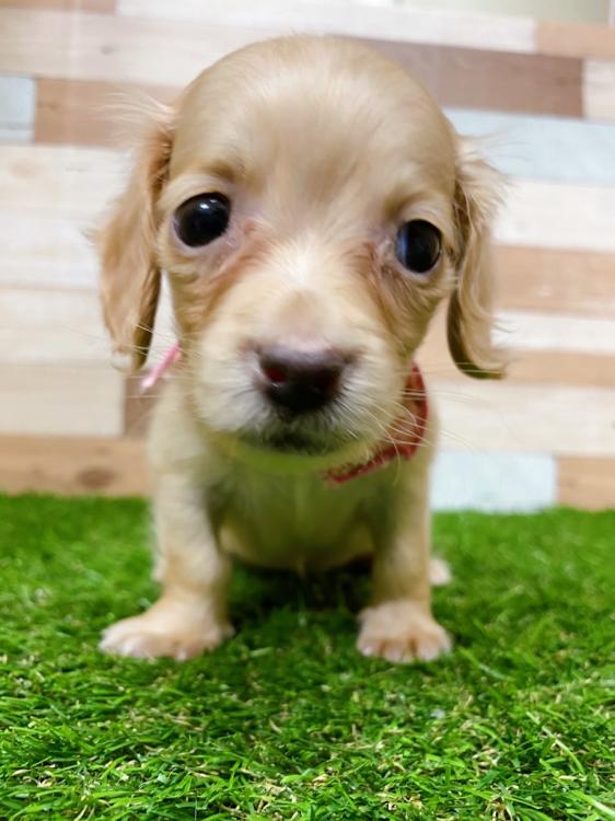 animal_image