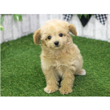 animal_image