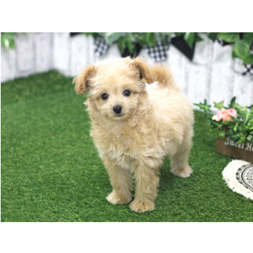 animal_image