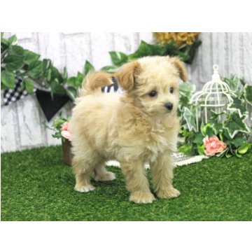 animal_image