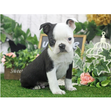 animal_image