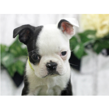 animal_image