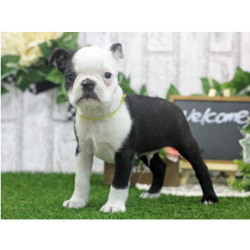 animal_image