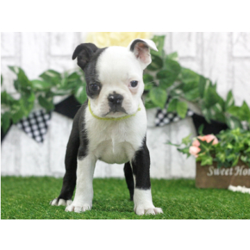 animal_image