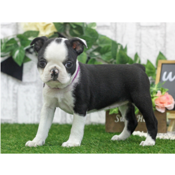 animal_image