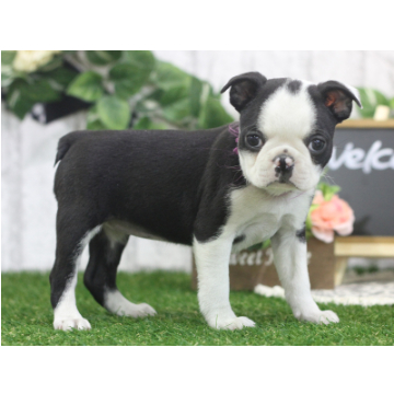 animal_image