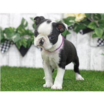 animal_image