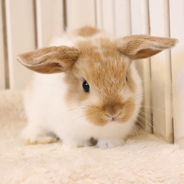 animal_image