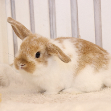 animal_image