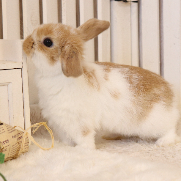 animal_image