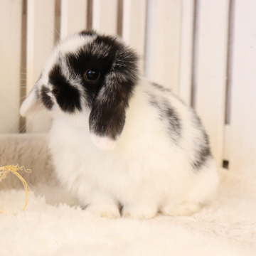 animal_image